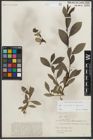 Foto von Salix myrsinites L. x Salix nigricans Sm.